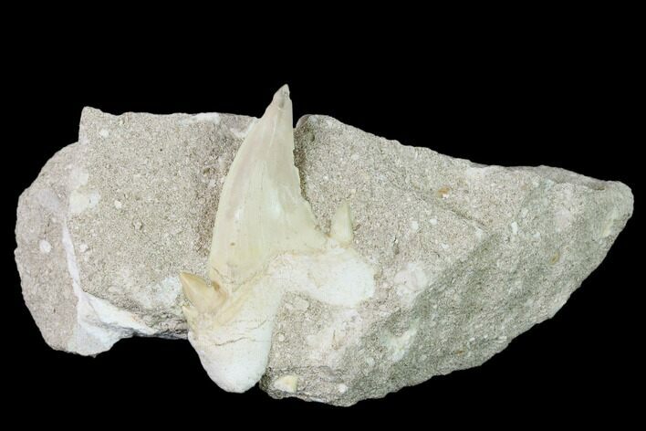 Fossil Mackerel Shark (Cretolamna) Tooth in Rock - Eocene #139896